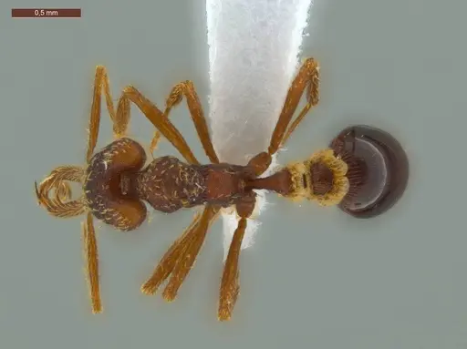 Strumigenys diabola specimen ECOFOG-IT14-0819-32 image ecofog-it14-0819-32_1