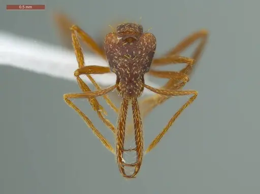 Strumigenys diabola specimen ECOFOG-IT14-0819-32 image ecofog-it14-0819-32_2