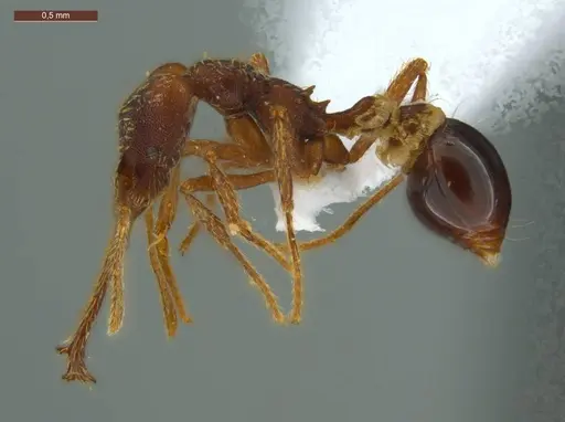 Strumigenys diabola specimen ECOFOG-IT14-0819-32 image ecofog-it14-0819-32_3