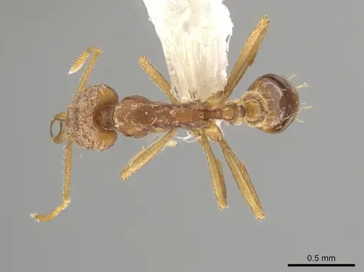 Strumigenys diaptyxis specimen CASENT0624105 image casent0624105_1