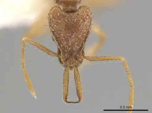 Strumigenys diaptyxis specimen CASENT0624105 image casent0624105_2