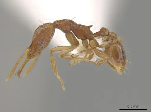 Strumigenys diaptyxis specimen CASENT0624105 image casent0624105_3