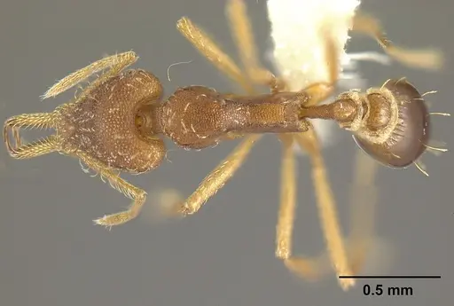 Strumigenys diaptyxis specimen JTLC000004299 image jtlc000004299_1