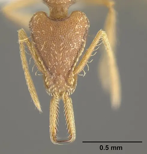 Strumigenys diaptyxis specimen JTLC000004299 image jtlc000004299_2