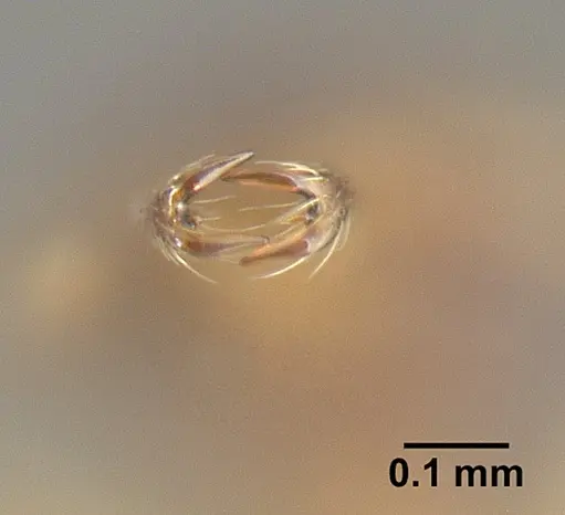 Strumigenys diaptyxis specimen JTLC000004299 image jtlc000004299_3