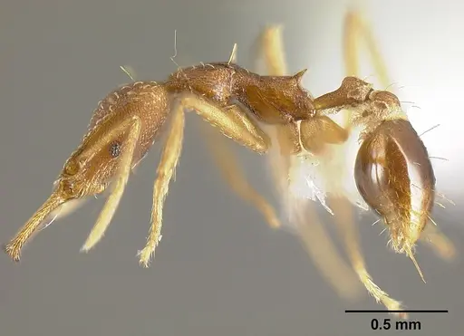 Strumigenys diaptyxis specimen JTLC000004299 image jtlc000004299_4
