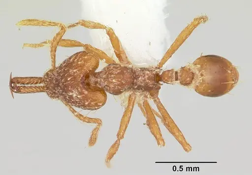 Strumigenys diasphax specimen CASENT0102642 image casent0102642_1