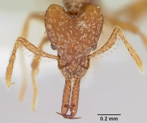 Strumigenys diasphax specimen CASENT0102642 image casent0102642_2
