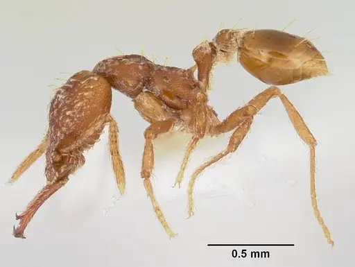 Strumigenys diasphax specimen CASENT0102642 image casent0102642_3