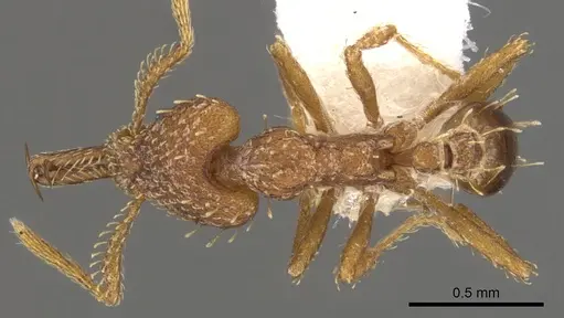 Strumigenys diasphax specimen CASENT0900786 image casent0900786_1
