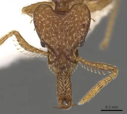 Strumigenys diasphax specimen CASENT0900786 image casent0900786_2