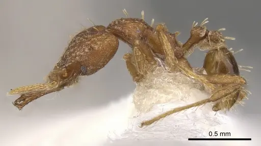Strumigenys diasphax specimen CASENT0900786 image casent0900786_3