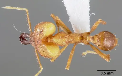 Strumigenys dicomas specimen CASENT0005518 image casent0005518_1