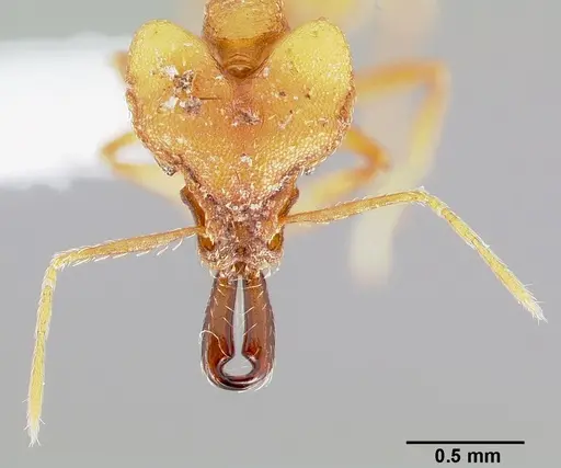 Strumigenys dicomas specimen CASENT0005518 image casent0005518_2