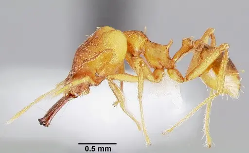 Strumigenys dicomas specimen CASENT0005518 image casent0005518_3