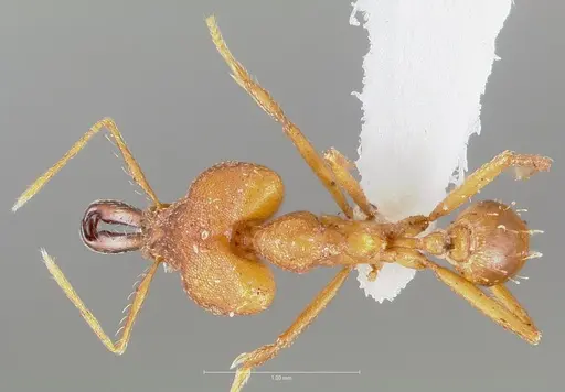 Strumigenys dicomas specimen CASENT0005519 image casent0005519_1