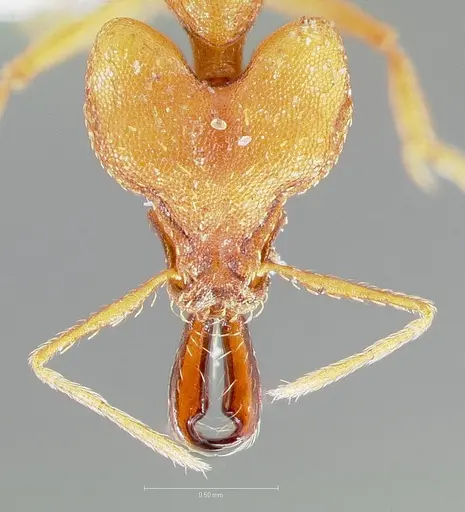 Strumigenys dicomas specimen CASENT0005519 image casent0005519_2
