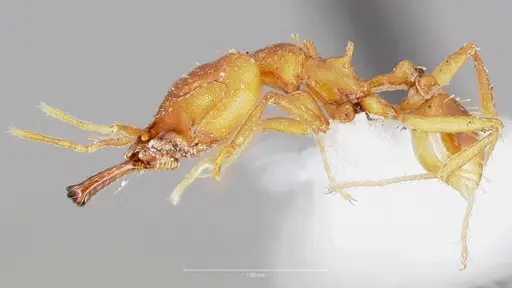 Strumigenys dicomas specimen CASENT0005519 image casent0005519_3