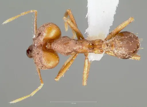 Strumigenys dicomas specimen CASENT0005520 image casent0005520_1