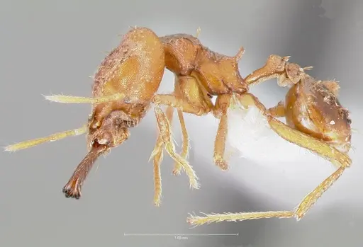 Strumigenys dicomas specimen CASENT0005520 image casent0005520_3