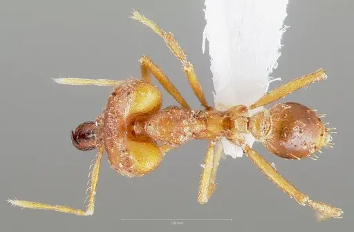 Strumigenys dicomas specimen CASENT0005521 image casent0005521_1