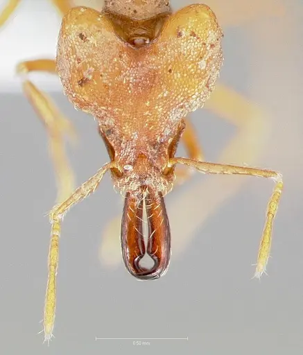 Strumigenys dicomas specimen CASENT0005521 image casent0005521_2