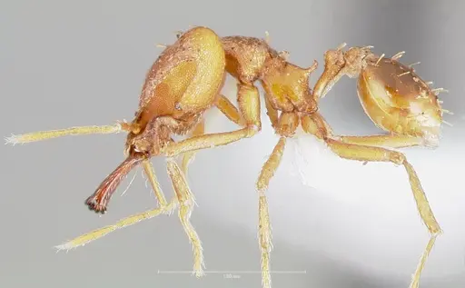 Strumigenys dicomas specimen CASENT0005521 image casent0005521_3