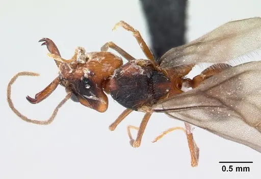 Strumigenys dicomas specimen CASENT0052908 image casent0052908_1