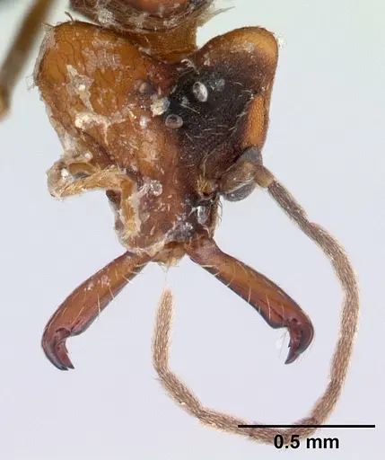 Strumigenys dicomas specimen CASENT0052908 image casent0052908_2