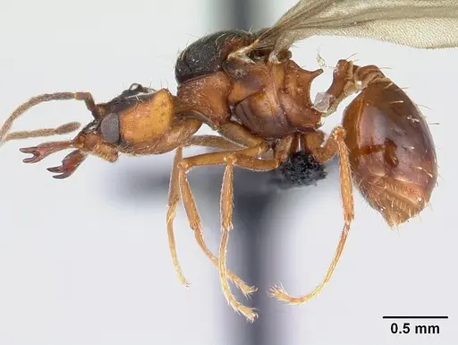 Strumigenys dicomas specimen CASENT0052908 image casent0052908_3