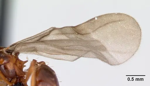 Strumigenys dicomas specimen CASENT0052908 image casent0052908_4