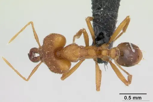 Strumigenys dicomas specimen CASENT0133607 image casent0133607_1