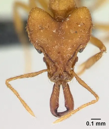 Strumigenys dicomas specimen CASENT0133607 image casent0133607_2