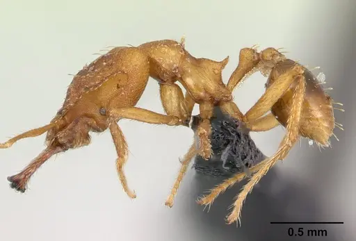 Strumigenys dicomas specimen CASENT0133607 image casent0133607_3