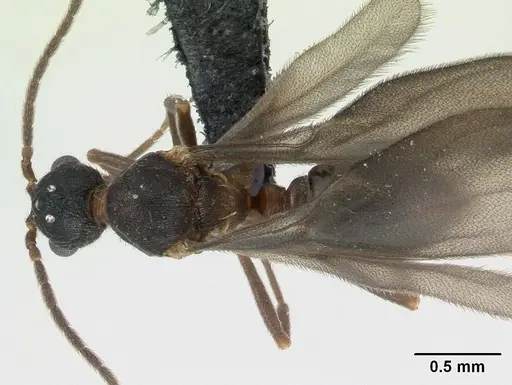 Strumigenys dicomas specimen CASENT0135118 image casent0135118_1