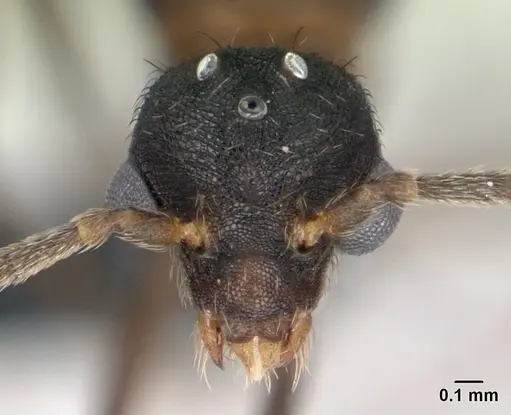 Strumigenys dicomas specimen CASENT0135118 image casent0135118_2