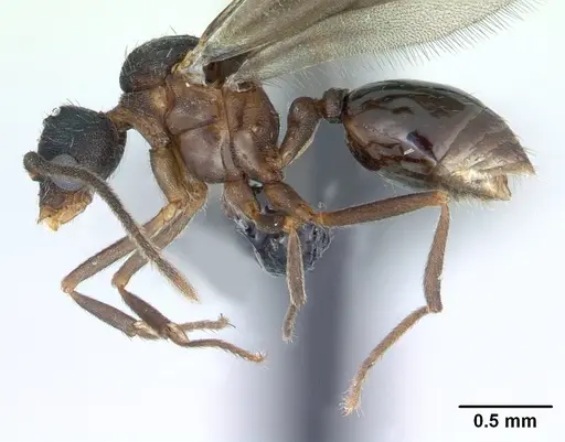Strumigenys dicomas specimen CASENT0135118 image casent0135118_3