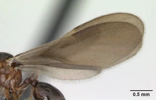 Strumigenys dicomas specimen CASENT0135118 image casent0135118_4