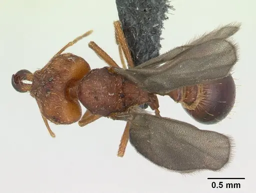 Strumigenys dicomas specimen CASENT0137196 image casent0137196_1
