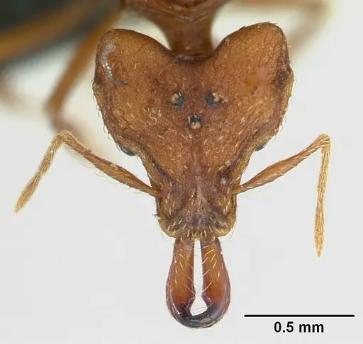 Strumigenys dicomas specimen CASENT0137196 image casent0137196_2