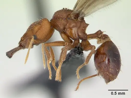 Strumigenys dicomas specimen CASENT0137196 image casent0137196_3