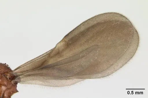 Strumigenys dicomas specimen CASENT0137196 image casent0137196_4