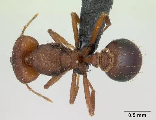Strumigenys dicomas specimen CASENT0137544 image casent0137544_1