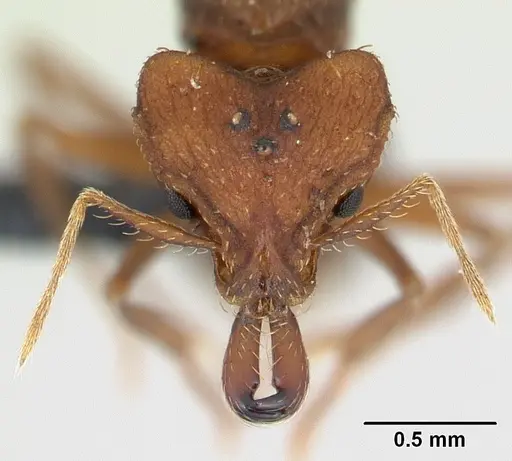 Strumigenys dicomas specimen CASENT0137544 image casent0137544_2