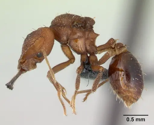 Strumigenys dicomas specimen CASENT0137544 image casent0137544_3