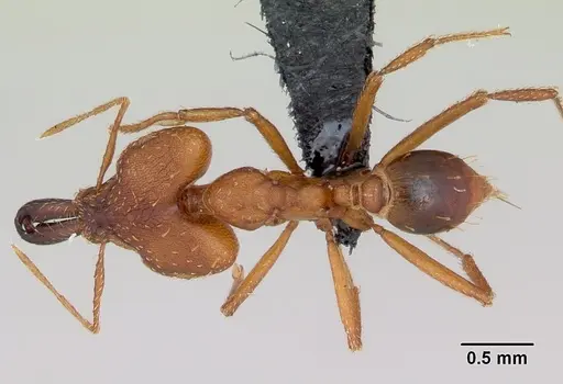 Strumigenys dicomas specimen CASENT0499800 image casent0499800_1