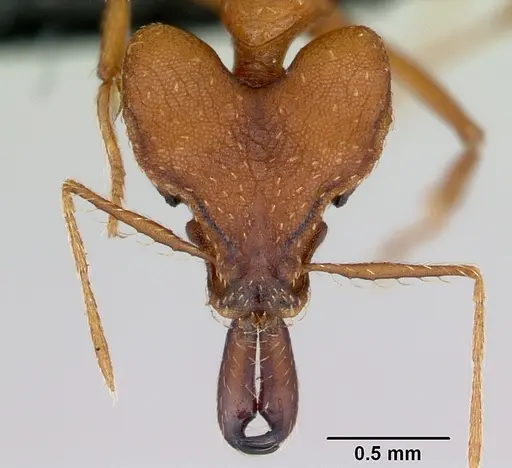 Strumigenys dicomas specimen CASENT0499800 image casent0499800_2