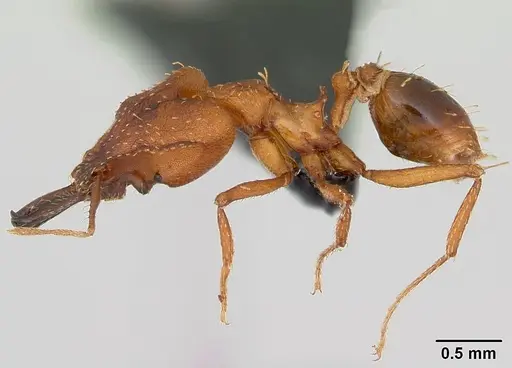 Strumigenys dicomas specimen CASENT0499800 image casent0499800_3