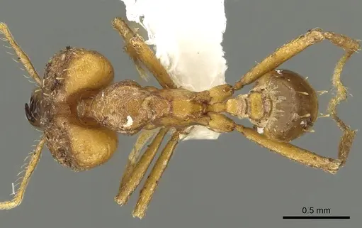 Strumigenys dicomas specimen CASENT0900701 image casent0900701_1