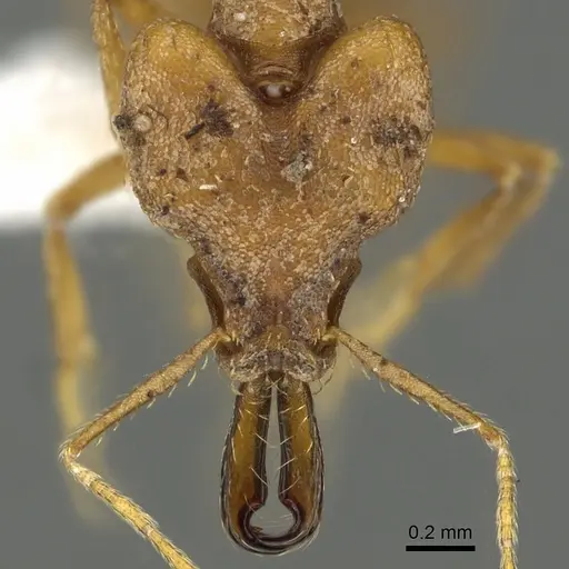 Strumigenys dicomas specimen CASENT0900701 image casent0900701_2